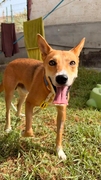 COOPER Image 3